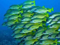 Bluestripe Snapper Picture of Bluestripe Snappers