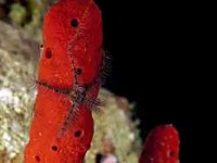 Brittle Star Picture of Brittle Star