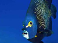 French Angelfish Close Up Picture of French Angelfish