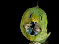 Green Moray Eel Jaws Picture of Green Moray Eel