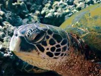 Green Sea Turtle Close Up Picture of Green Sea Turtle