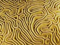 Grooved Brain Coral Picture of Grooved Brain Coral