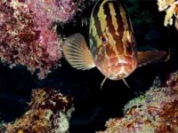 Nassau Grouper closeup Picture of Nassau Grouper