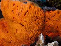 Orange Elephant Ear Sponge Picture of Orange Elephant Sponge