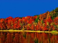 Picture of Autumn Leaves