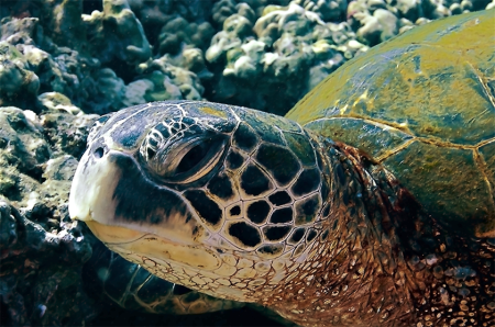 Green Sea Turtle, (Steven Smeltzer)