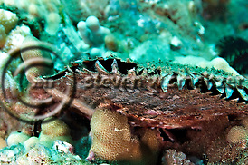 Creatures of the Coral Reef (Steven W Smeltzer)