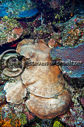 Creatures of the Coral Reef (Steven W Smeltzer)