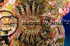 Crown of Thorns starfish, Acanthaster planci, (Linnaeus, 1758), Kona Hawaii (Steven W Smeltzer)