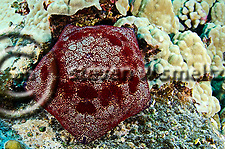 Cushion Starfish, Culcita novaeguineae, off coast of Kona Hawaii (Steven W Smeltzer)