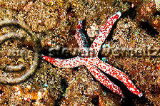 Starfish, Linckia multifora, Molokai Hawaii (Steven W SMeltzer)