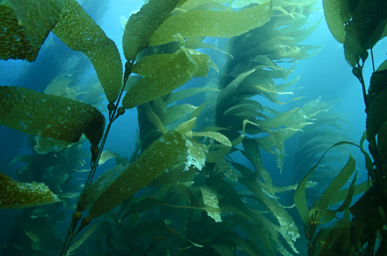 Kelp Forests of California