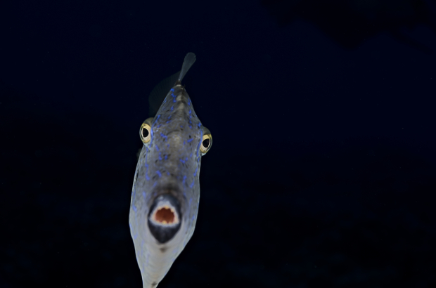 Looking for Love in All the Wrong Places, Scrawled Filefish. Aluterus scriptus