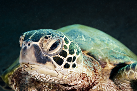 Green Sea Turtle Damaged Bill