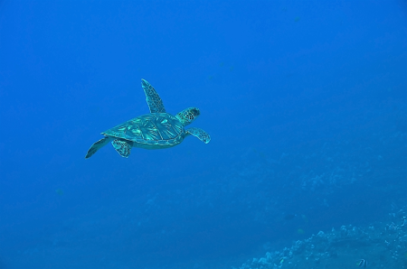 Green Sea Turtle Feeling Free
