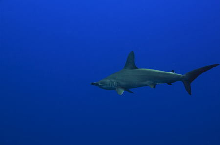 Hammerhead-Shark-Molokai