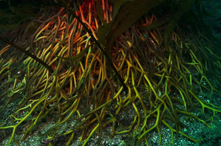 Kelp Forest, Giant Kelp