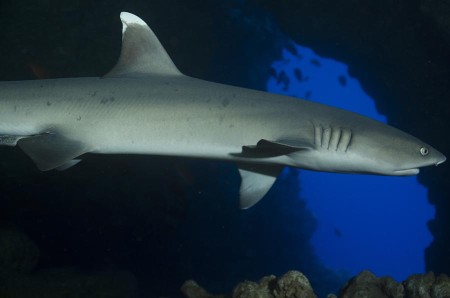 Knob Hill, White-tip Reef Shark, Steven W Smeltzer,