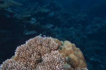 Reef damage caused by rising sea temperature